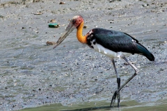 Adjutant, Lesser.IMG_9866-1.web