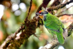Barbet, Golden-throated .Juvenile.UluKali.IMG_6495.web1
