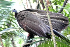 Argus, Great.Male, preening.IMG_8149.web