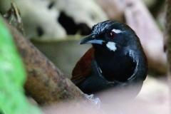 Babbler, Black-throated.web2