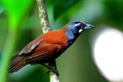 Babbler, Black-throated.web