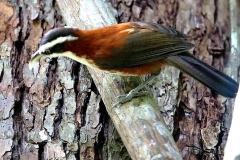 Babbler, Chestnut-backed Scimitar-.3N2A2982.web