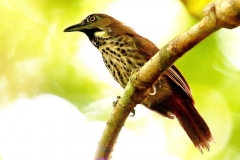 Babbler, Chestnut-rumped, moulting .1.web