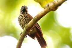 Babbler, Chestnut-rumped.2.web