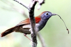 Babbler, Chestnut-winged.IMG_0004.web