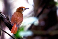 Babbler, Ferruginous .Adult.BPayaTN.3N2A1680.web