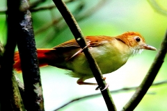 Babbler, Ferruginous.juvenile.3N2A9231.web1