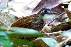 Babbler, Large Wren-.BPayaTN.3N2A2668.1rs dpi