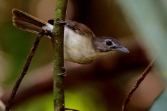 Babbler, Moustached .Adult.BPayaTN.3N2A1750.web