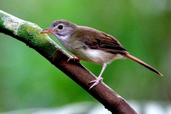 Babbler, Moustached.Juvenile.IMG_1587.web