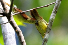 Babbler, Pin-striped Tit- .JGombak.3N2A9344.1.web