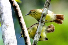 Babbler, Pin-striped Tit-.JGombak.3N2A9365.1.web