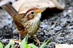 Babbler, Puff-throated ,BktAir.IMG_1981.web