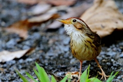 Babbler, Puff-throated.BktAir.IMG_1988.web