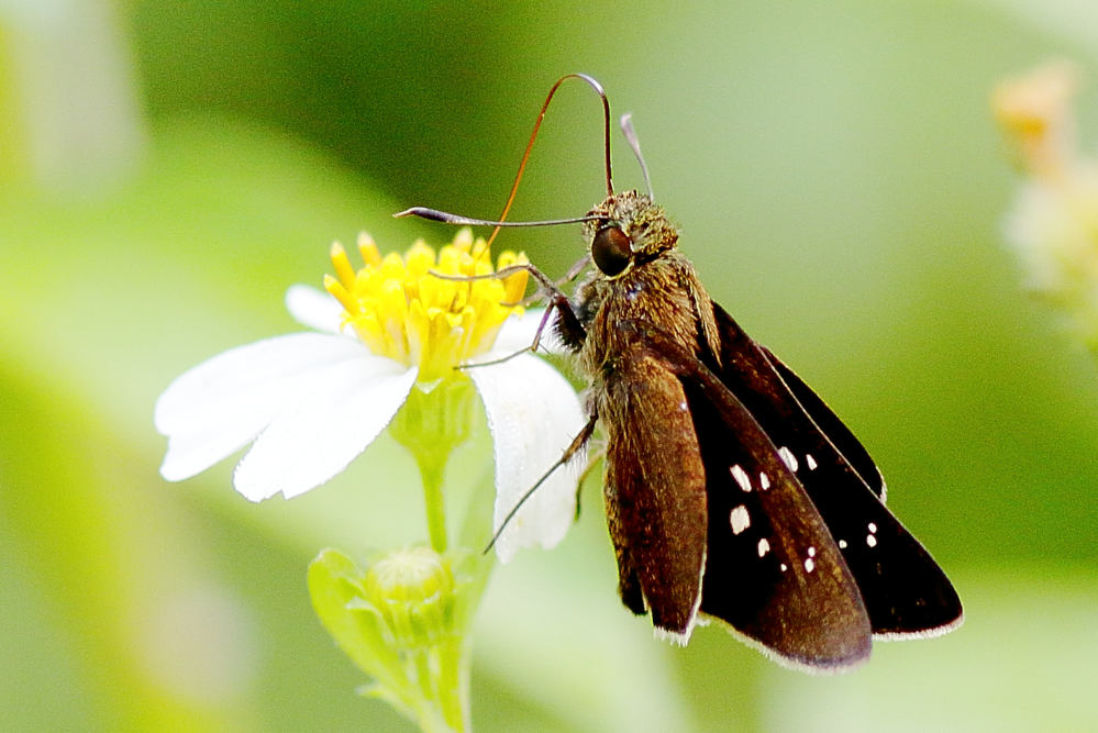 Flitter, Bi-color Long-horned. (Or Purple Tufted Lancer). Isma protoclea. Lekas Tanduk-panjang Dwiwarna. 20.2.29.3N2A5291.web_