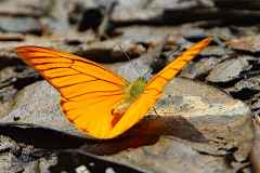 Albatross, Orange. Appias nero nero. Albatros Oren.15.5.9.3N2A9251