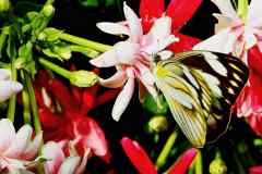 Albatross, Striped. Appias olferna olferna (A. libythea olferna before) Albatros Jalur. Female.IMG_4528hdr2.dpi_.rs_