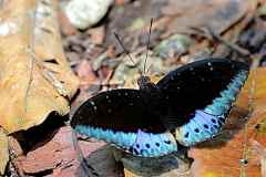 Archduke, Dark (or Black-tipped). Lexias pardalis dirteana. Bangsawan Gelap.22.5.5.0X8A0773.i.web_