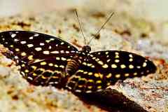 Archduke. Lexias pardalis dirteana. Bangsawan. Female.img_4391hdr2.dpi_.rs_