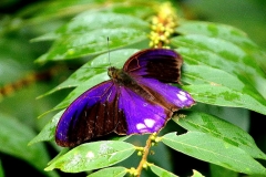 Assyrian, Royal. Terinos terpander robertsia. Nujum Diraja. Male..3N2A9704.web.1