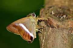 Awl, Plain-Banded. Hasora vitta vitta. Penusuk Berjalur Dataran