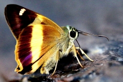 Awl, Yellow Banded. Hasora schoenherr chuza. Penusuk Jalur Kuning. IMG_1594.web.1