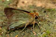 Awl sp. Hasora lizetta. Penusuk Bukit.15.7.4.IMG_1336.web_