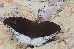 Baron, Horsfield.  Tanaecia iapis puseda. Orangkaya Biru. 13.12.23. IMG3841.web