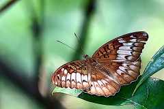Baron, Horsfield.  Tanaecia iapis puseda. Orangkaya Biru.  23.10.19