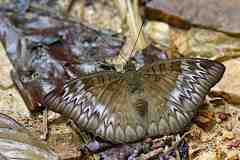 Baron, Malay. Euthalia monina monina. Pengiran Melayu. Female.