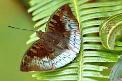 Baron, Malay.  Euthalia monina monina. Pengiran Melayu. Male.