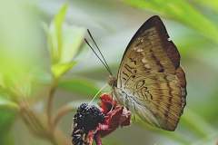 Baron, Malay.  Euthalia monina monina. Pengiran Melayu. Male.