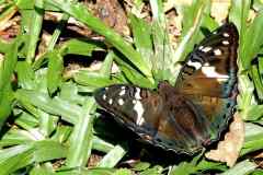 Baron, Tri-coloured. Euthalia whiteheadi mariae. Pengiran Tiga-warna. Female. ,.-IMG_9896.web_.1