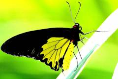 Birdwing, Common. Troides helena cerberus. Gah Tompok-merah. Male.IMG_4837.web_.1.dpi_.rs1_