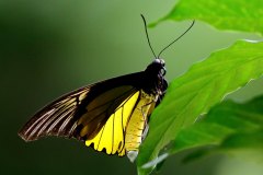 Birdwing, Malayan,. Troides amphrysus ruficollis. Gah Malaya.Male_.19.12.2.3N2A3284