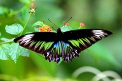 Birdwing, Rajah Brooke