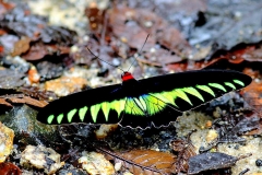 Birdwing, Rajah Brooke