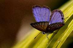 Blue, Cycad. Chilades pandava pandava. Biru Bogak. Male.IMG_8826.dpi_.rs_