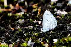 Blue, Hedge sp. Oreolyce archena archena. Biru-pepagar Gunung.13.6.17.IMG_1275.web_