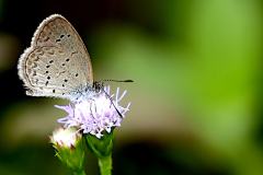 Blue, Lesser Grass. Zizina otis lampa. Biru-rumput Kecil..23.8.23.3N2A4430.web_