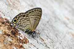 Blue, Pale Four-line. Nacaduba hermus swatipa. Biru-baris Empat Pucat.IMG_2872.1