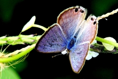 Blue, Pea. Lampides boeticus. Biru Kacang. Male..BktLagong.IMG_3762.web.1