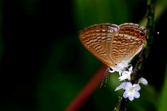 Blue, Pea. Lampides boeticus. Biru Kacang. Male.IMG_3750web.1