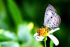 Blue, Plain Hedge. Celastrina lavendularis isabella. Biru-pepagar Dataran..19.2.17.3N2A0726-1.web_