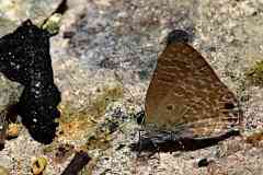 Blue, Pointed Ciliate. Anthene lycaenina miya. Biru-bulu Tirus.Male_.15.4.14.IMG_9191.web_