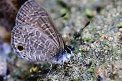 Blue, Tailless Line. Prosota dubiosa lumpura. Biru-garis Kontot. Female.13.10.10.IMG_1840dpi1.rs_.web_