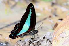 Bluebottle, Common. Graphium sarpedon luctatius. Riang.IMG_2767.dpi_.rs_