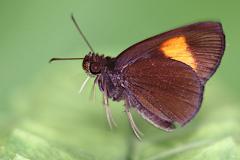 Bob, Narrow-banded Velvet. Koruthaialos rubecula rubecula. Cepat Baldu Jalur-sempit. .3N2A2609.web_