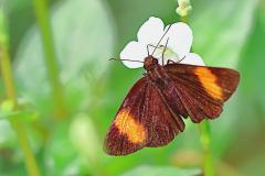 Bob, Narrow-banded Velvet. Koruthaialos rubecula rubecula. Cepat Baldu Jalur-sempit.9O0A6141.web_