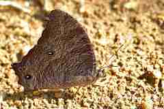 Brown, Common Evening. Melanitis leda leda. Perang Petang. Male